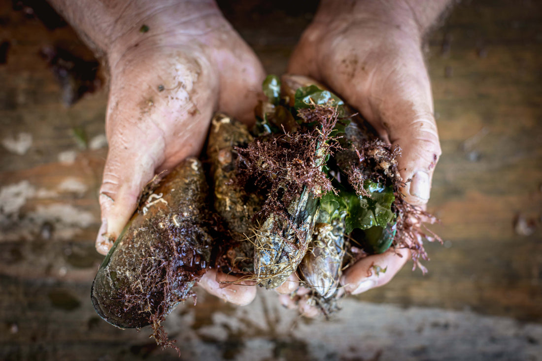 Mussels ready to eat after disinfected by DX50 Water Treatment product