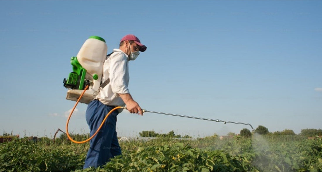 A farmer spraying Southwell Fungicide AC on a field with a knapsack sprayer in New Zealand