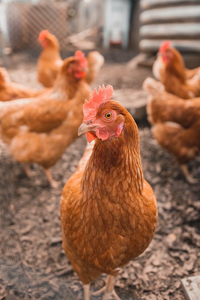 Brown chicken in a chicken pen representing the poultry industry