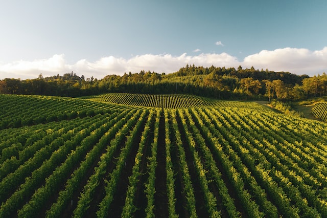 Large vineyard in the hills to represent the viticulture industry