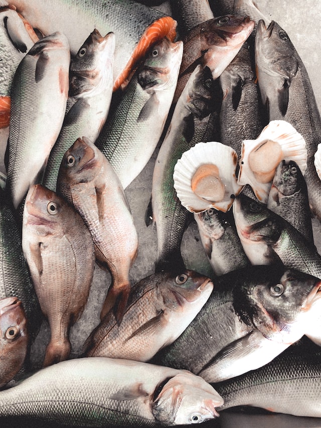 Variety of fish and shell species on ice to represent the fishing industry