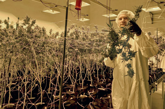 A man holding cannabis flower in a hydroponic facility. 