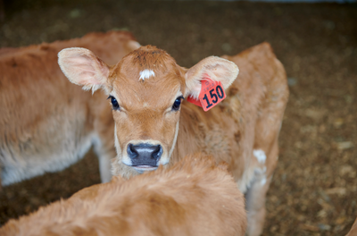 Calf Pens