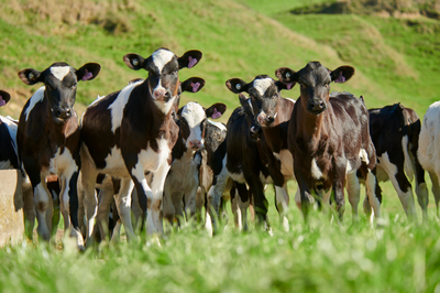 Cow/Calves