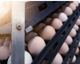 Egg Wash
