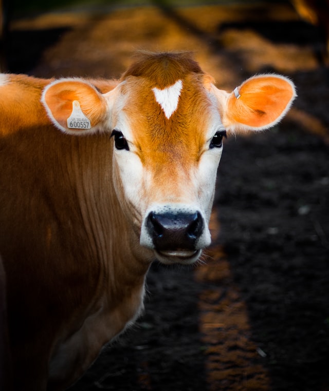 Brown cow to represent the dairy farming industry