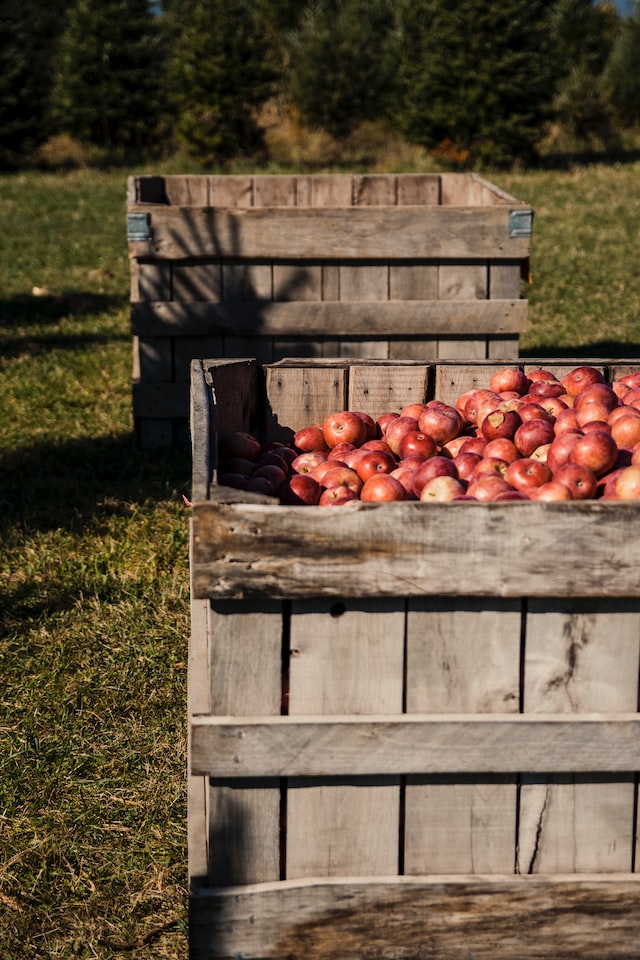 Wooden box filled with red apples in an orchard to represent the horticulture industry