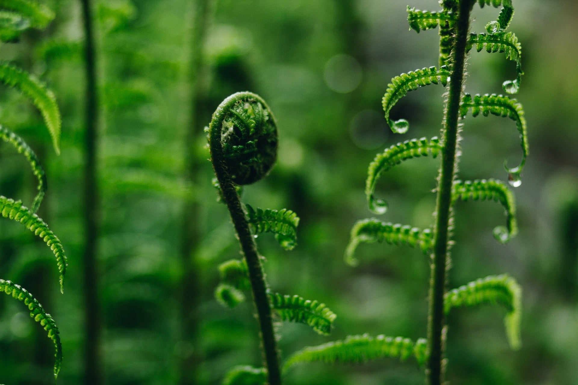 Green fern sprout with water droplets