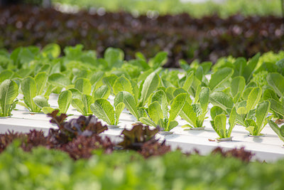 Hydroponic Farming